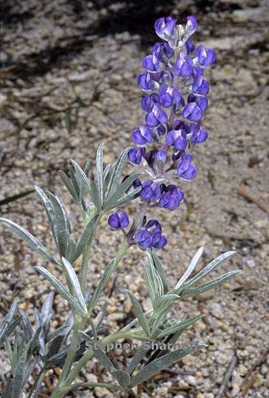 lupinus obtusilobus 1 graphic